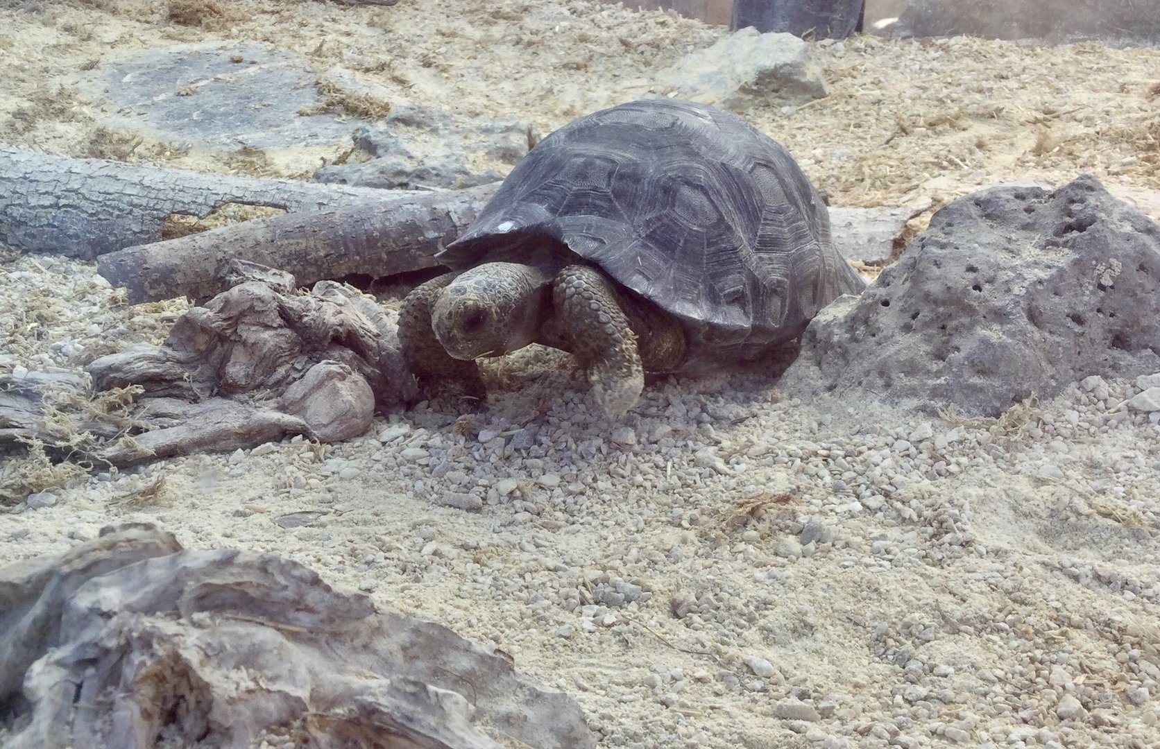 Juvenile Galapagos Giant Tortoise