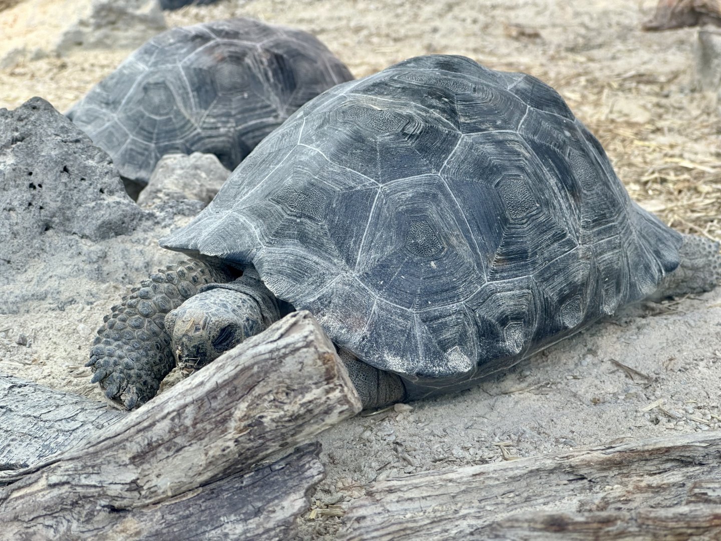 Juvenile Galapagos Tortoise