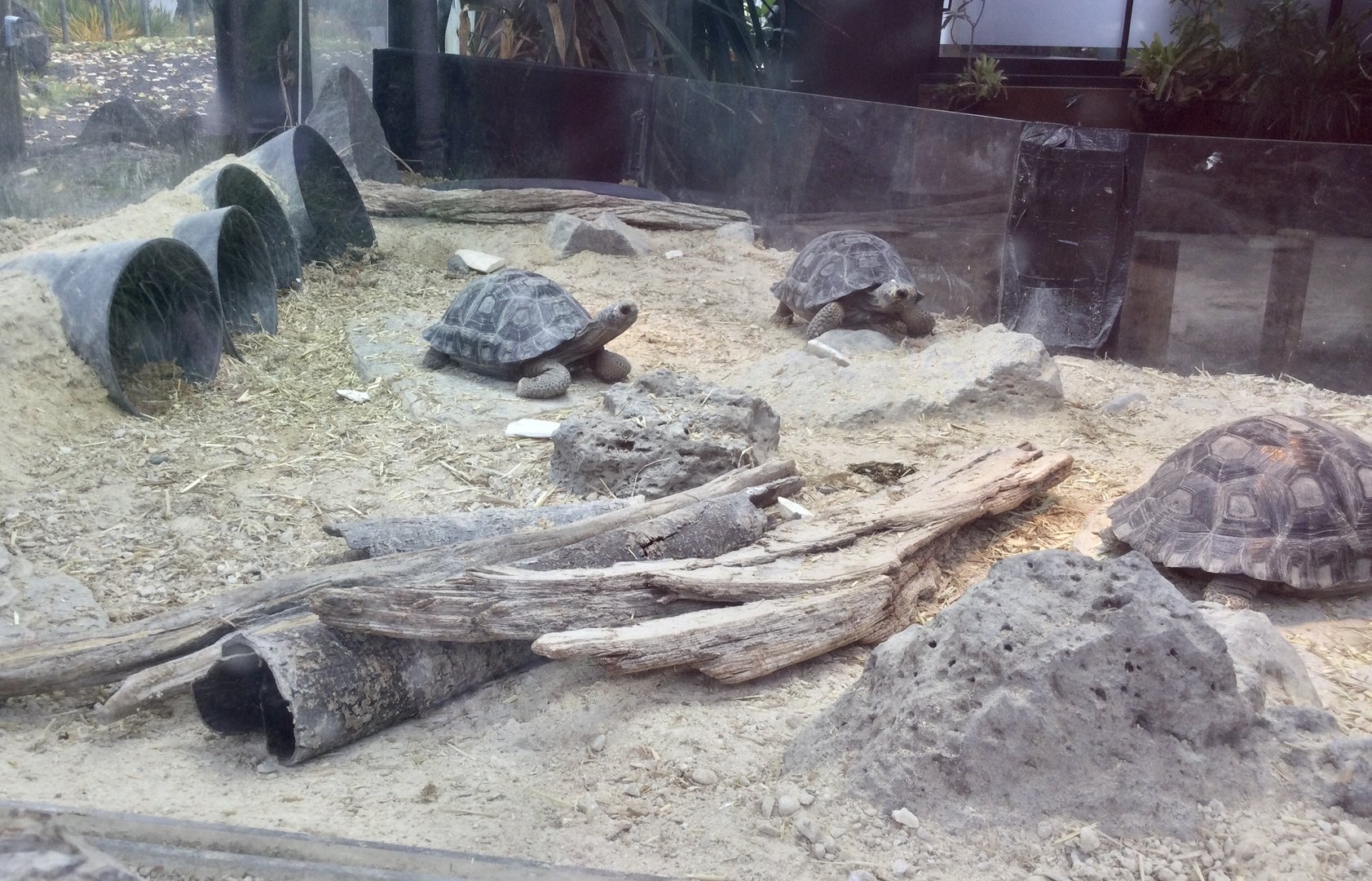 Juvenile Galapagos Tortoises (28 months)