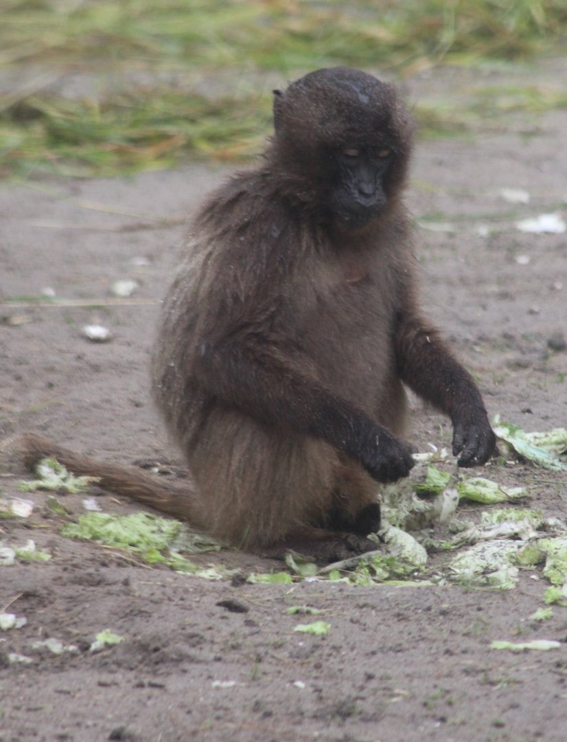 Juvenile Gelada