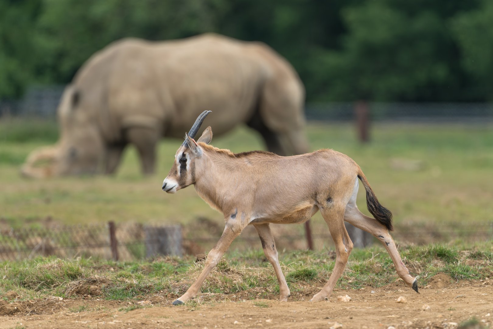 Juvenile Gemsbok, ZSL Whipsnade, UK