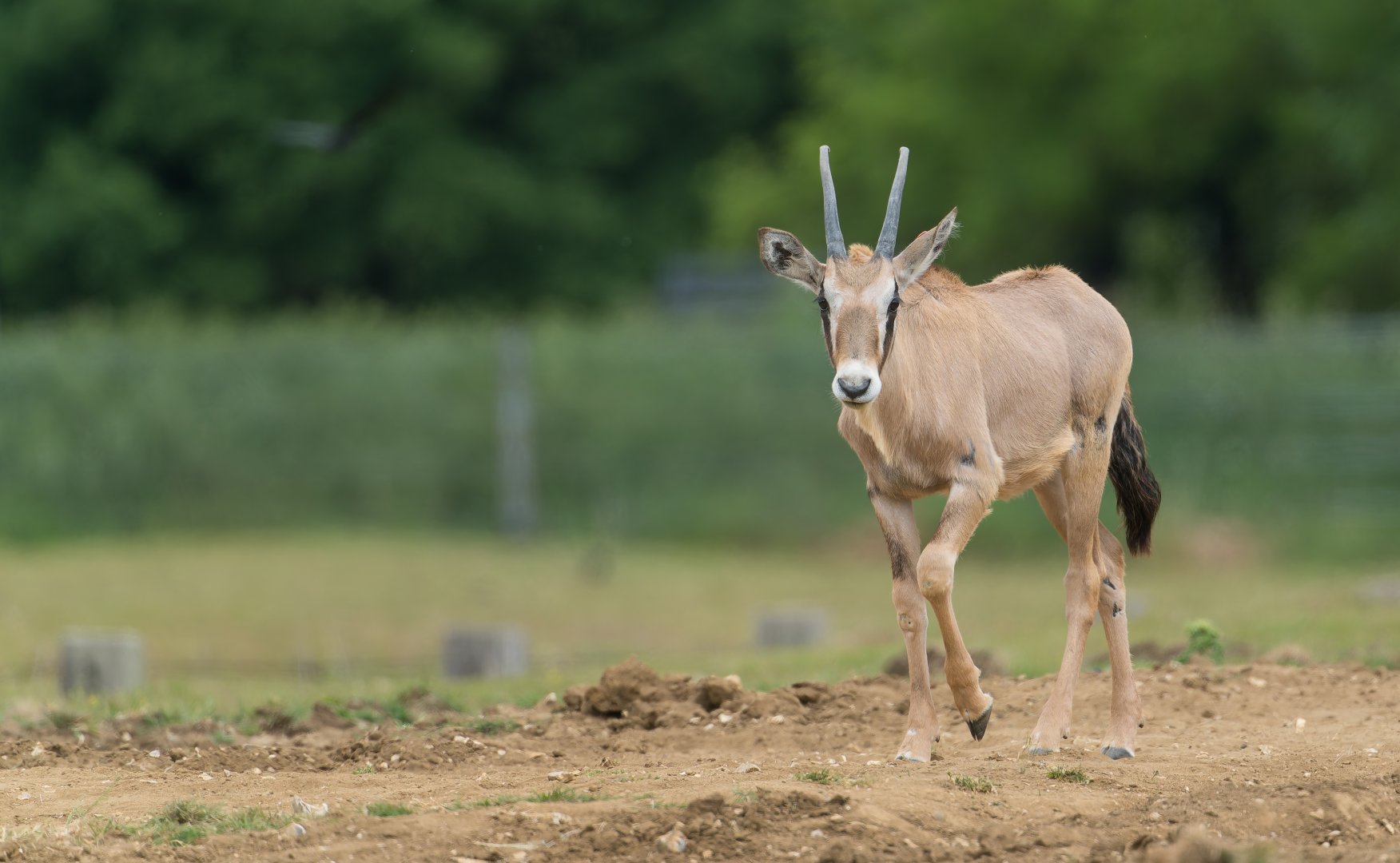 Juvenile Gemsbok, ZSL Whipsnade, UK
