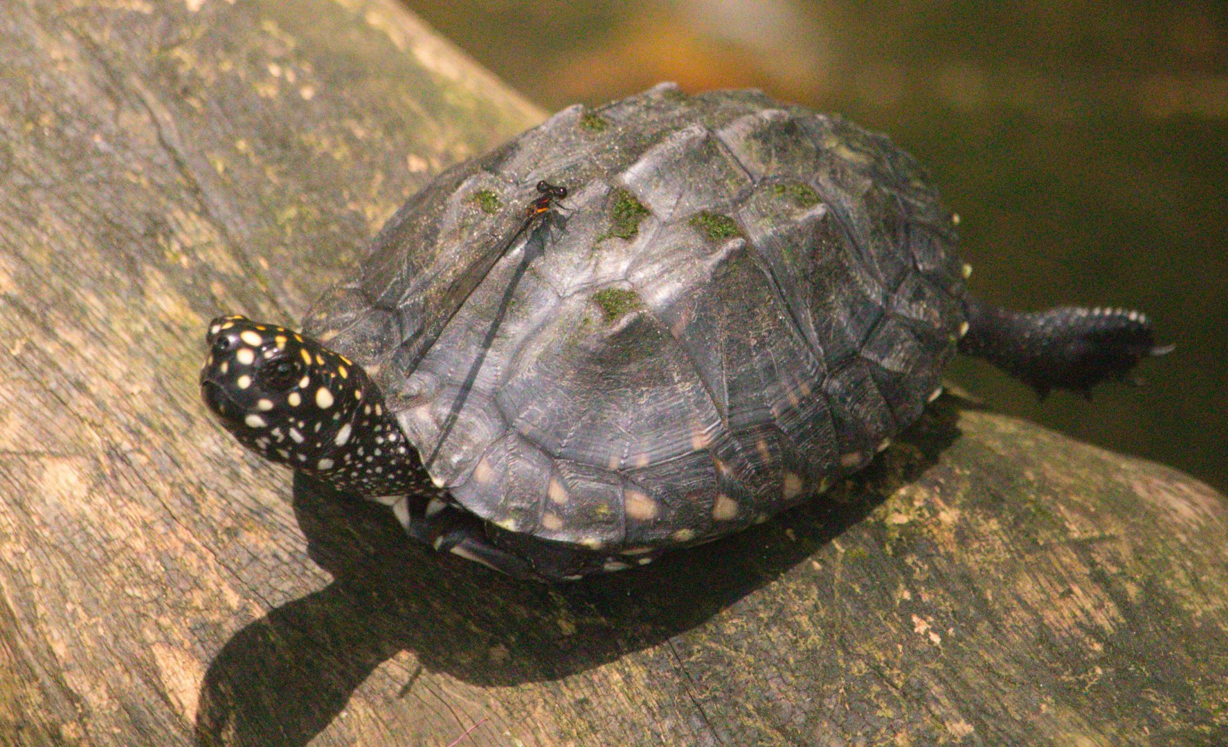 Juvenile Geoclemys hamiltonii (Old Photo, 2019)