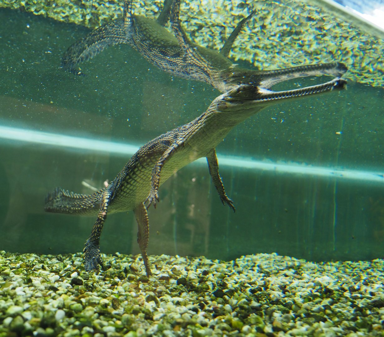 Juvenile Gharial (Gavialis gangeticus), 2019-10-04
