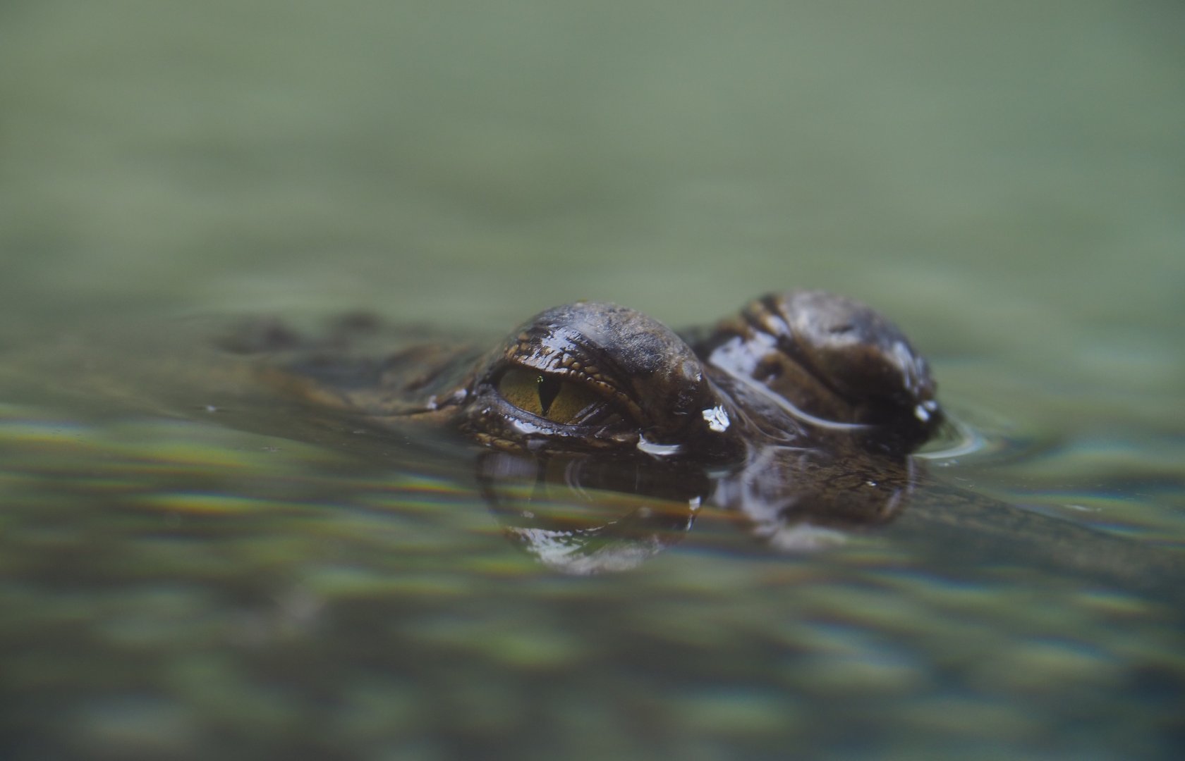Juvenile Gharial (Gavialis gangeticus), 2019-10-04