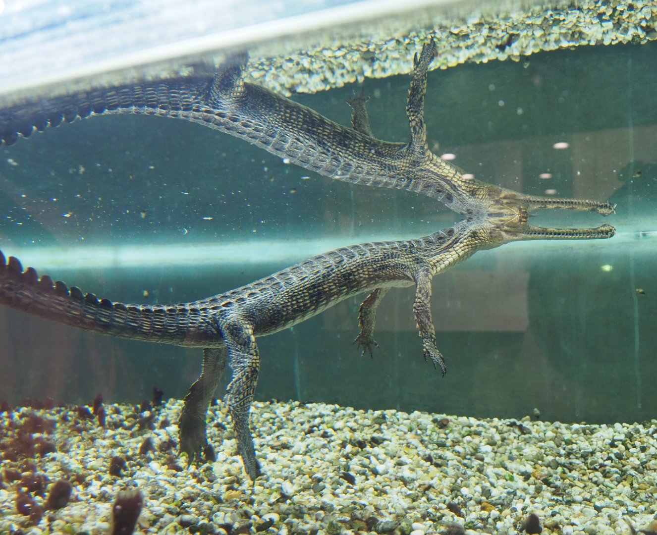 Juvenile Gharial (Gavialis gangeticus), 2020-09-02