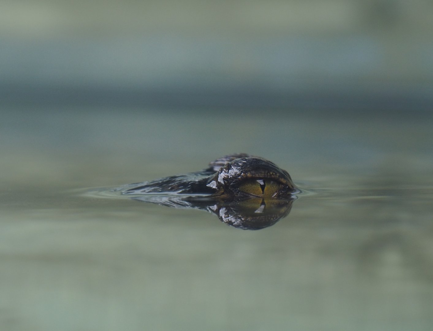 Juvenile Gharial (Gavialis gangeticus), 2020-09-02