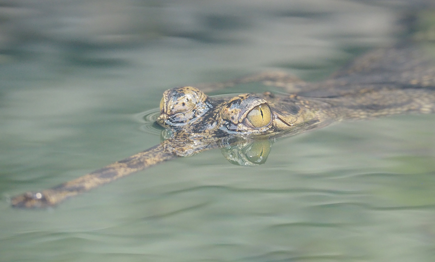Juvenile Gharial (Gavialis gangeticus), 2022-09-14