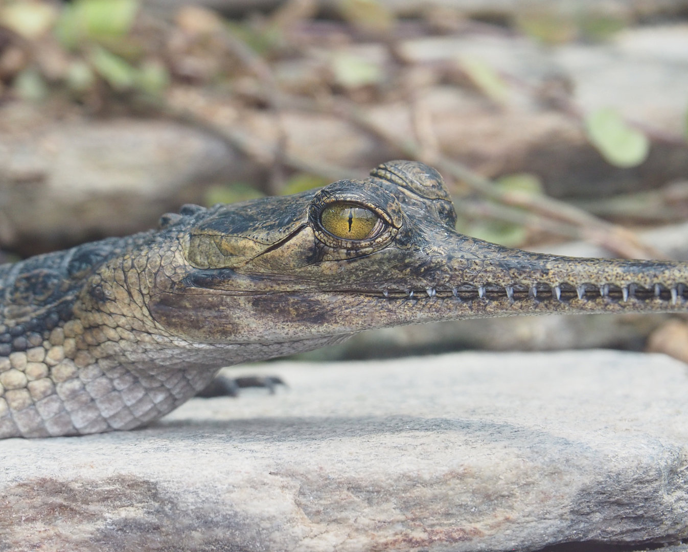 Juvenile Gharial (Gavialis gangeticus), 2022-09-15