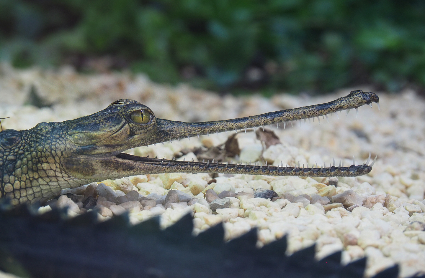 Juvenile Gharial (Gavialis gangeticus), 2022-09-15