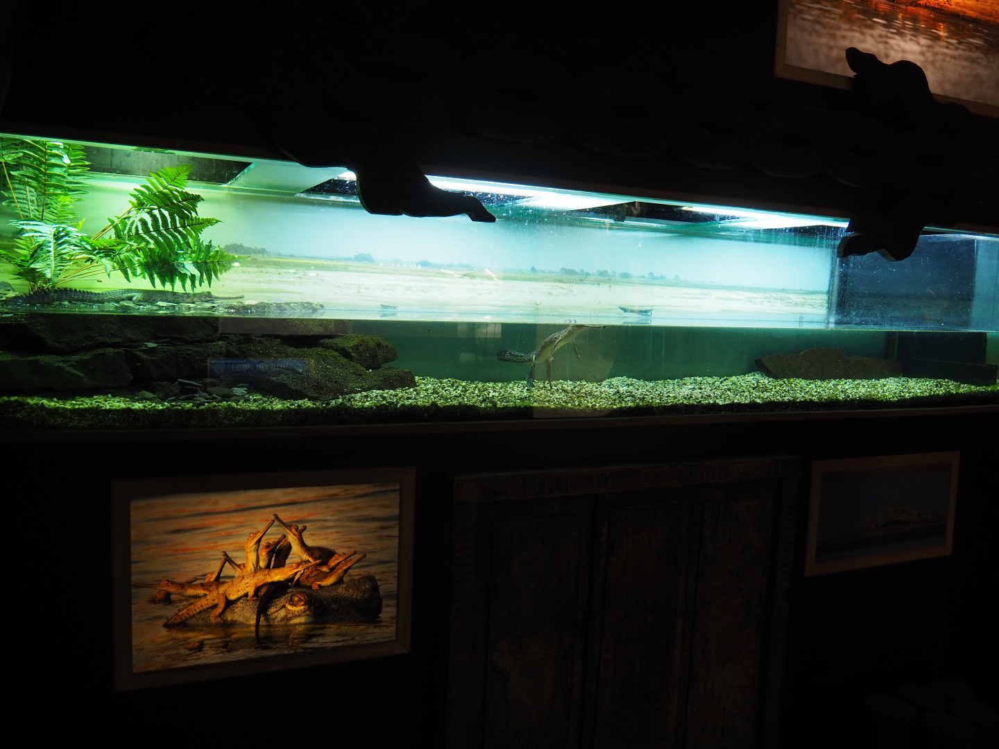 Juvenile Gharial terrarium, 2019-10-04