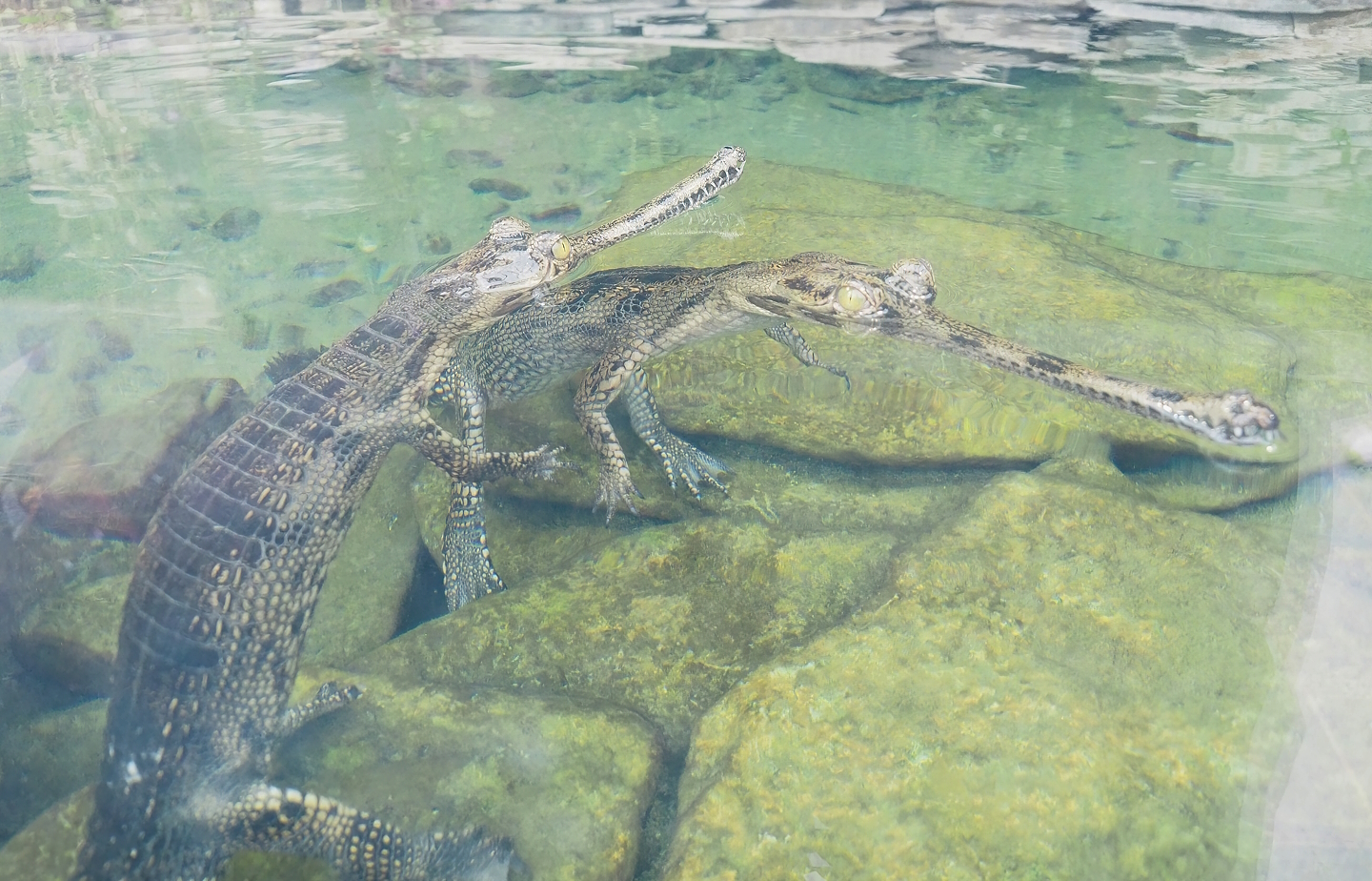 Juvenile Gharials (Gavialis gangeticus) 2023-05-15