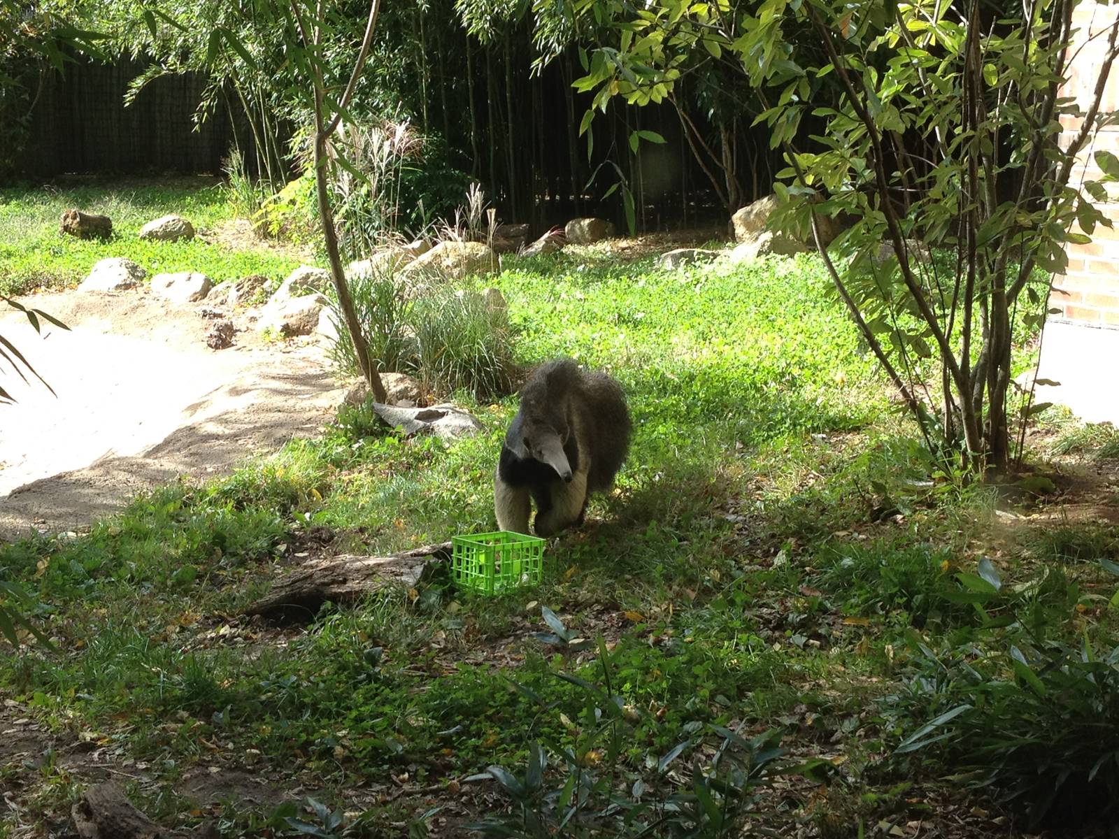 Juvenile Giant Anteater
