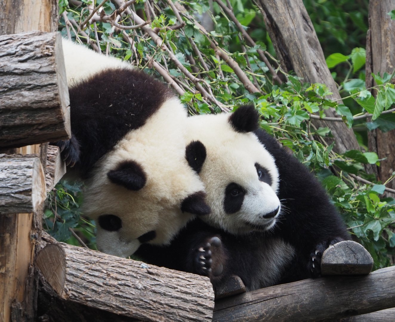 Juvenile Giant pandas Bao Di and Bao Mei (Ailuropoda melanoleuca), 2020-09-03