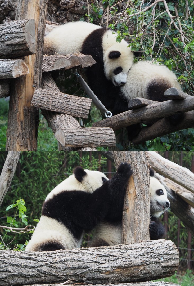 Juvenile Giant pandas Bao Di and Bao Mei (Ailuropoda melanoleuca), 2020-09-03