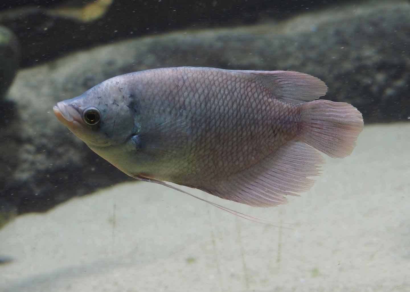 Juvenile Giant red fin gourami (Osphronemus laticlavius), 2024-03-09