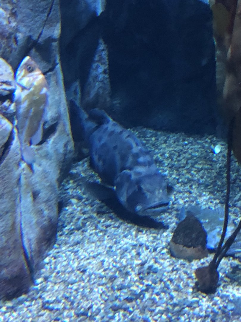 Juvenile Giant Sea Bass