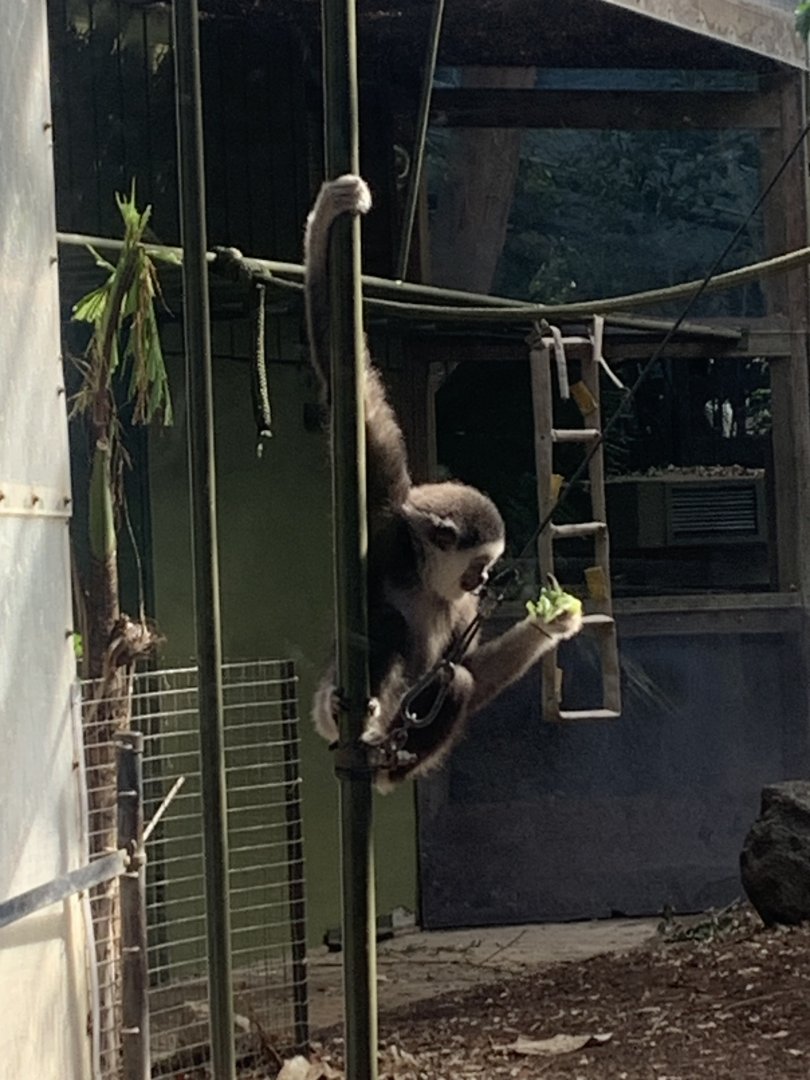 Juvenile Gibbon