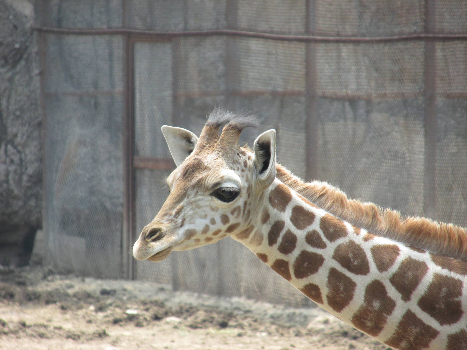 Juvenile Giraffe Chapultepec Zoo