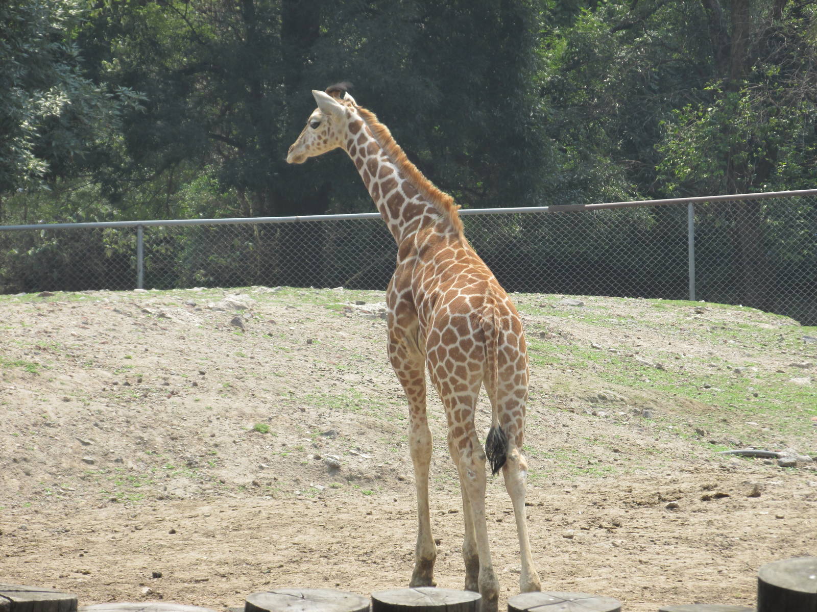 Juvenile giraffe Chapultepec zoo