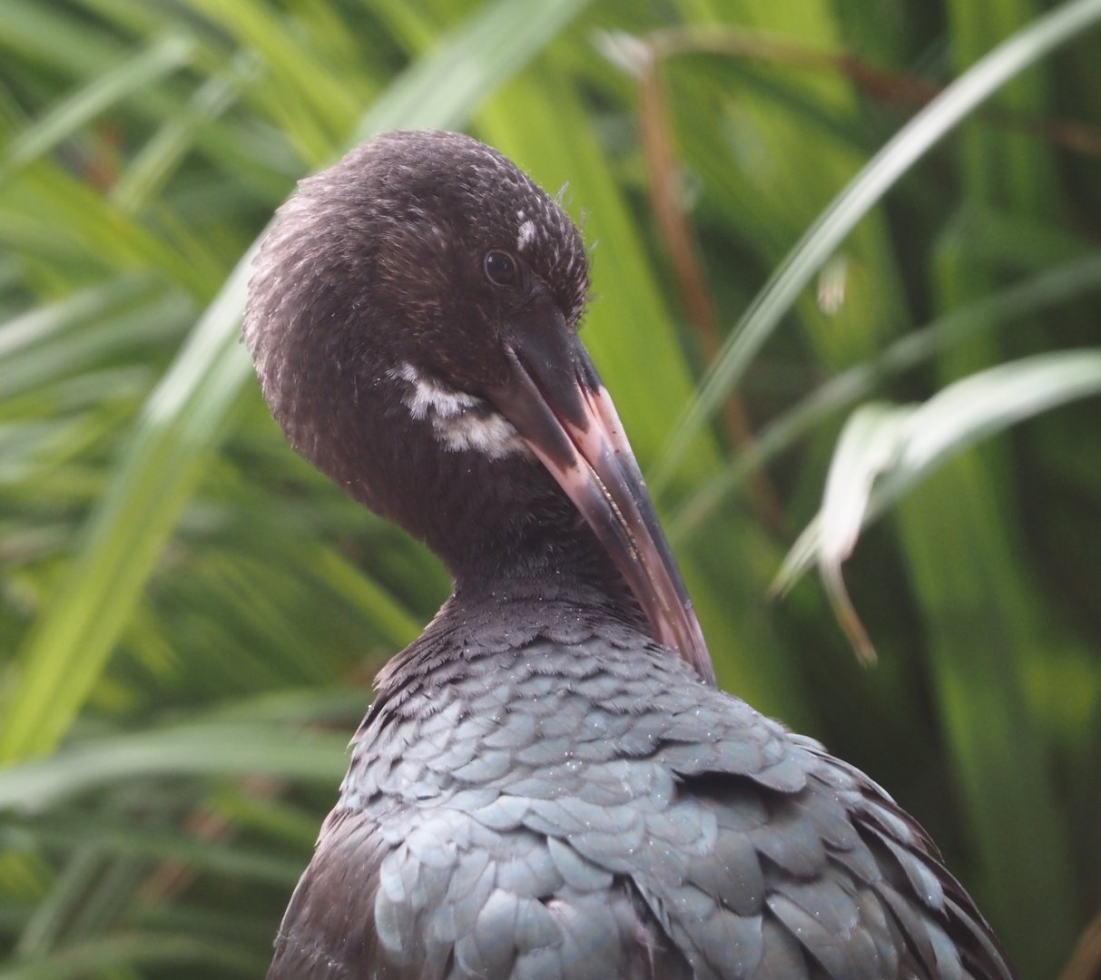 Juvenile Glossy ibis (Plegadis falcinellus), 2025-06-03