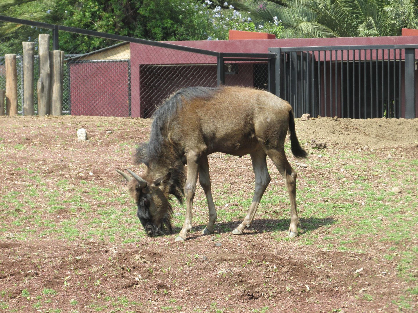 juvenile gnu