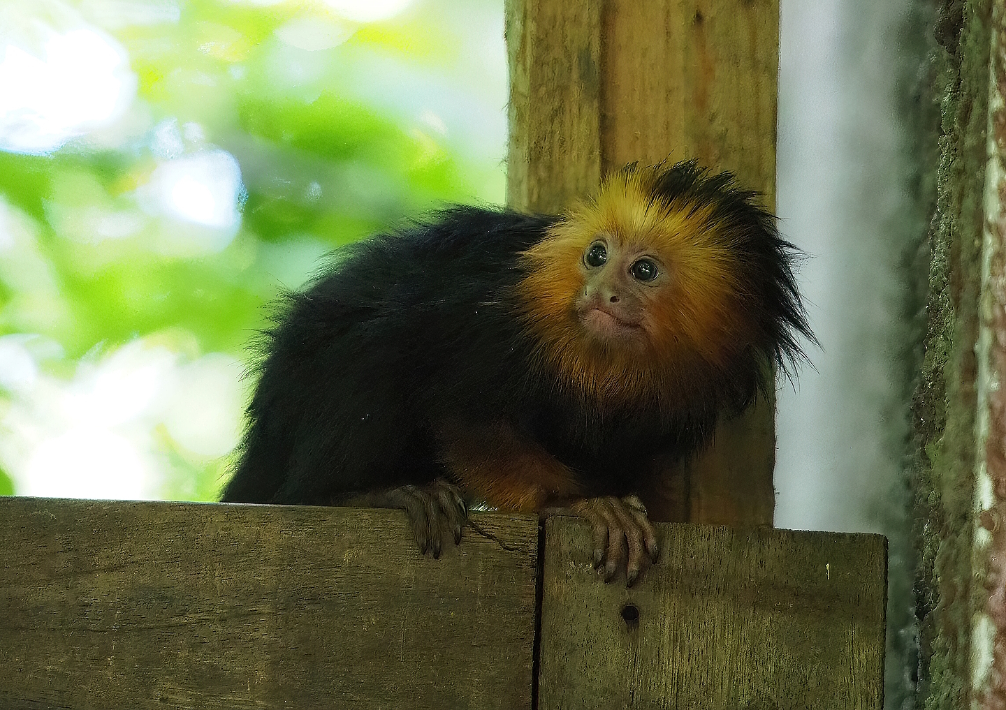 Juvenile Golden-headed lion tamarin (Leontopithecus chrysomelas), 2022-09-12