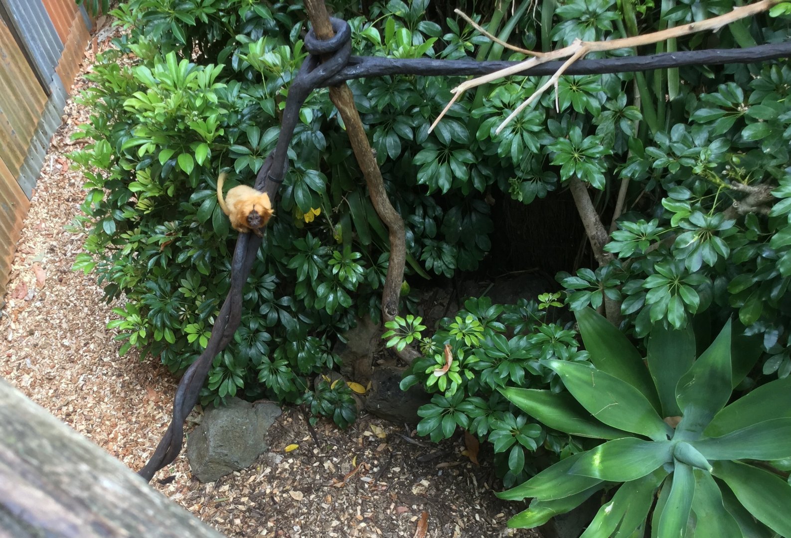 Juvenile Golden lion tamarin (Leontopithecus rosalia)