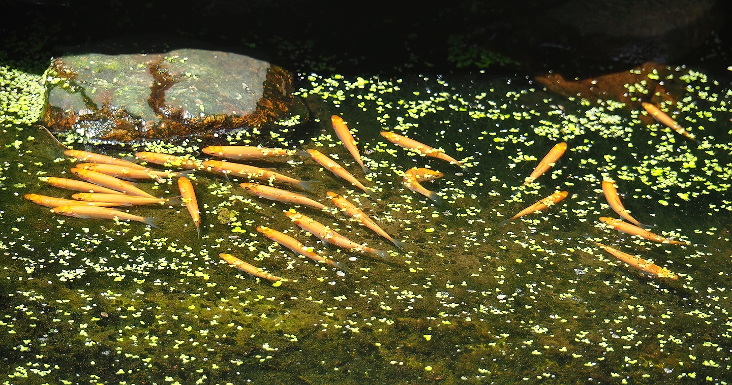 Juvenile Golden orfes (Leuciscus idus), 2022-08-20