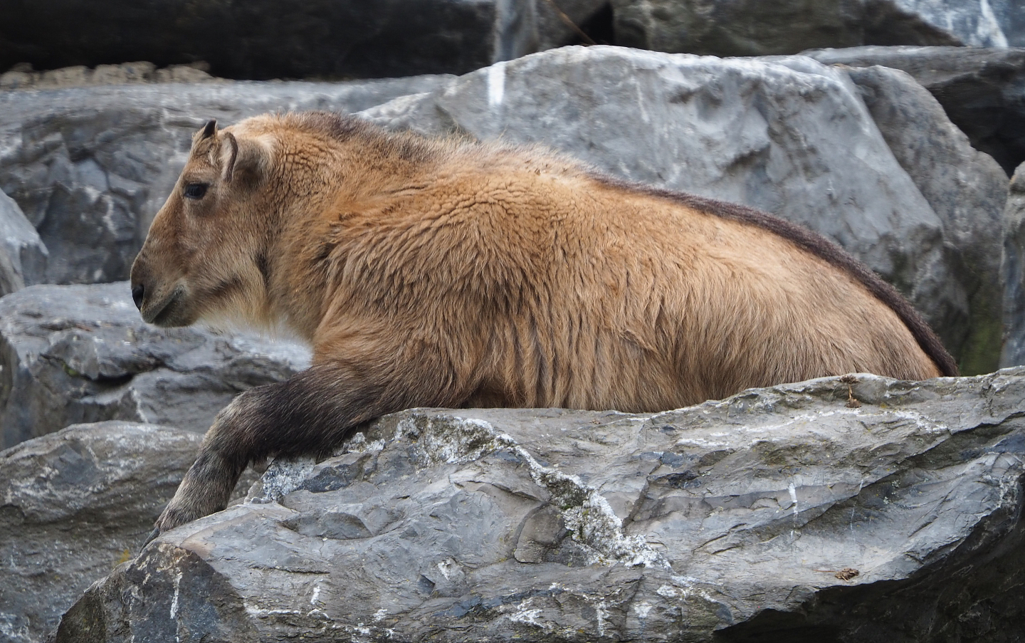 Juvenile Golden takin (Budorcas taxicolor bedfordi), 2020-09-03