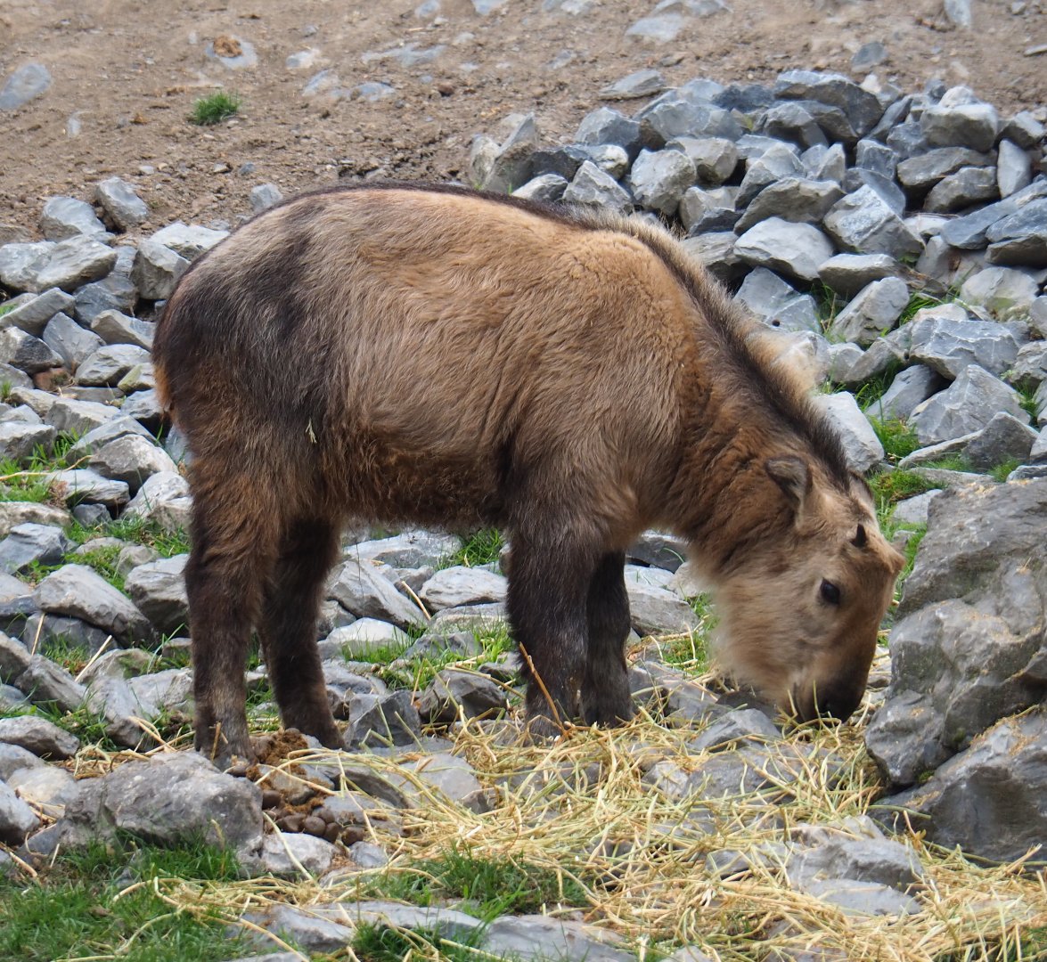 Juvenile Golden takin (Budorcas taxicolor bedfordi), 2020-09-03
