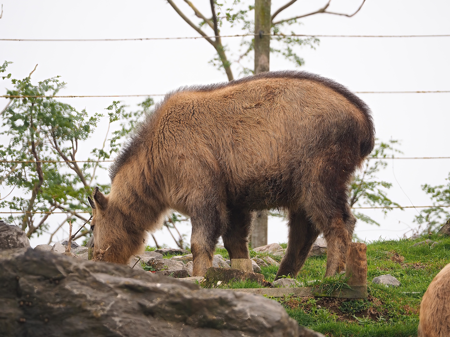 Juvenile Golden takin (Budorcas taxicolor bedfordi), 2023-10-13