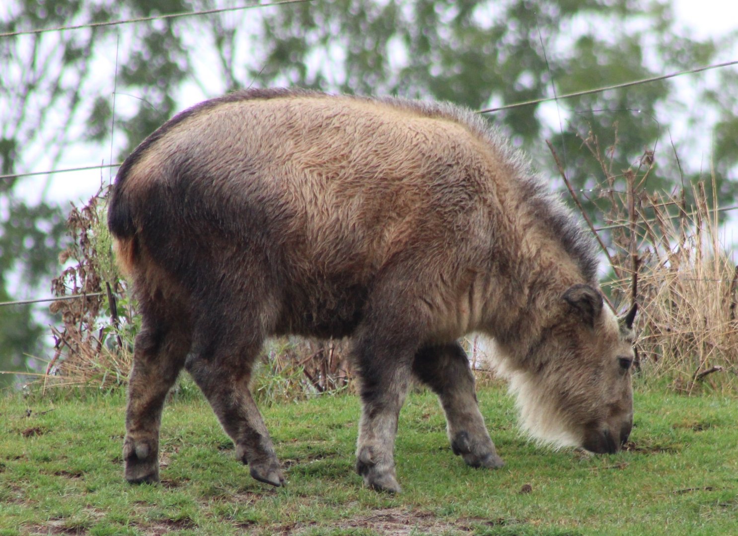 Juvenile Golden takin