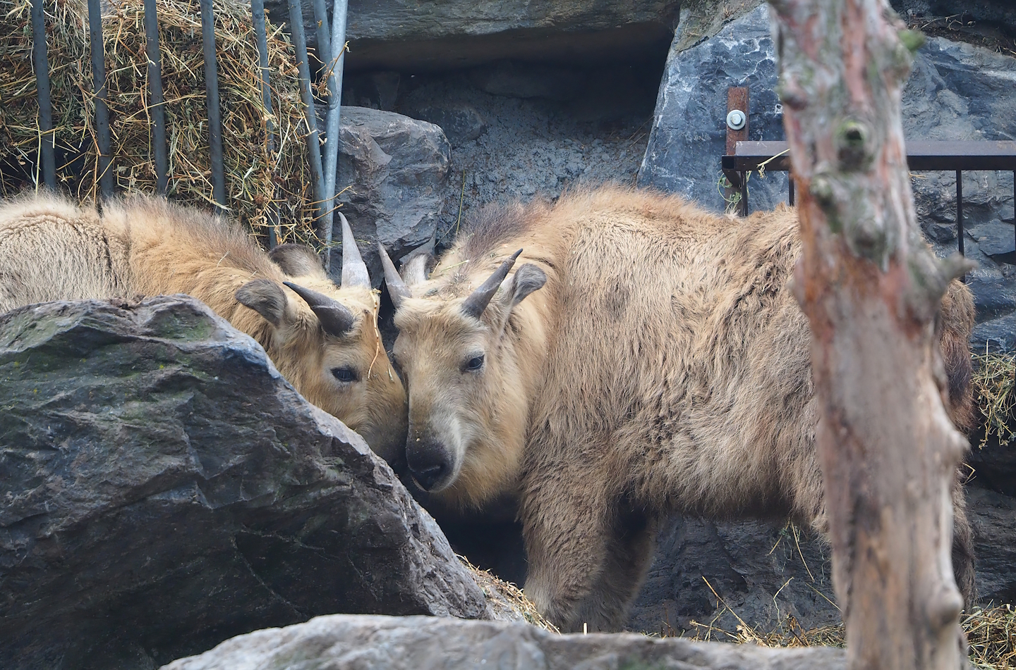 Juvenile Golden takins (Budorcas taxicolor bedfordi), 2023-05-15