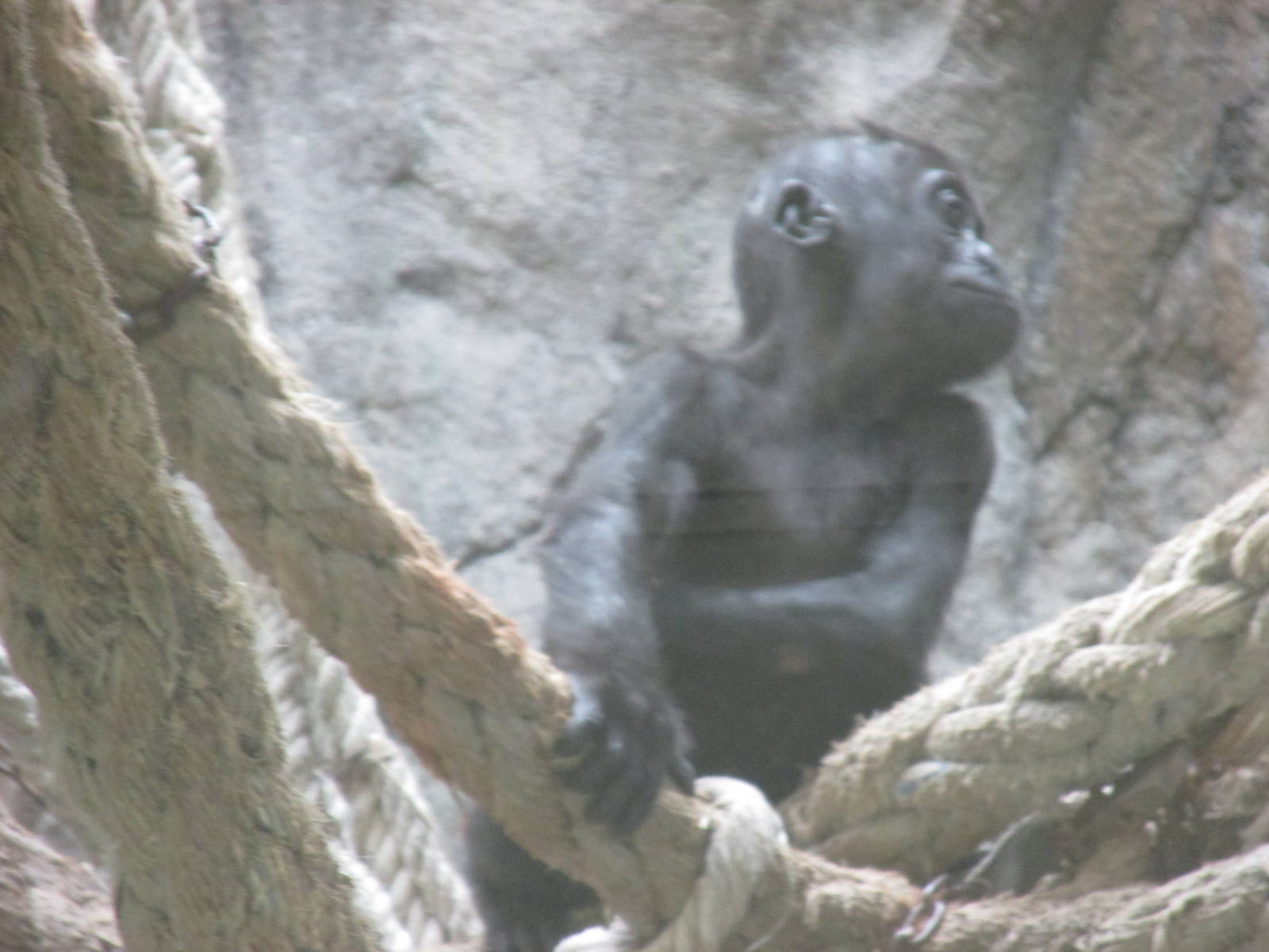 juvenile gorilla barcelona zoo