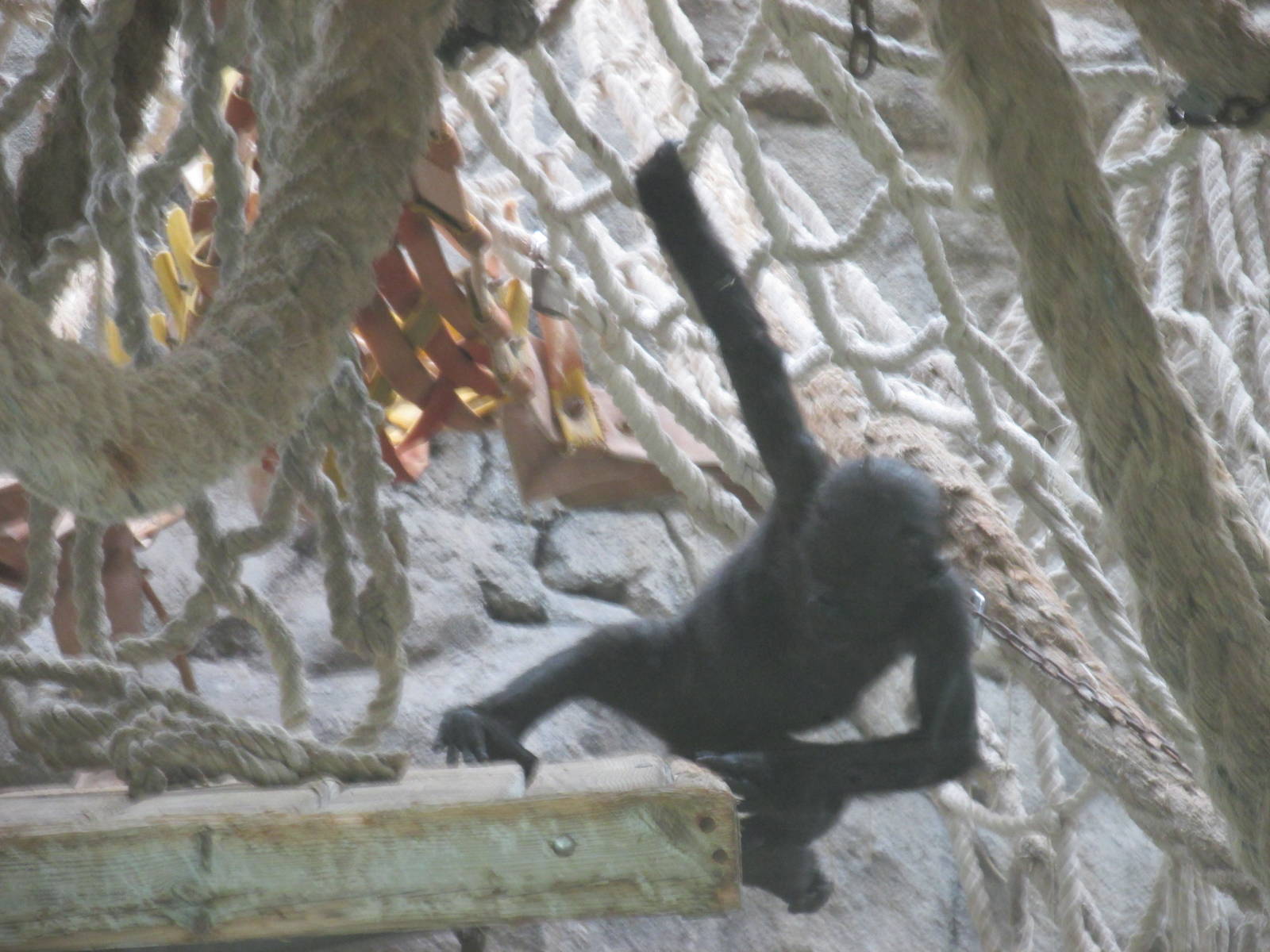 juvenile gorilla barcelona zoo