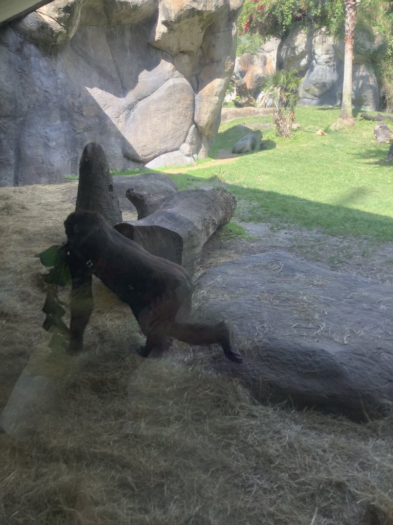 Juvenile Gorilla Whimsie Adepa 3/21/24