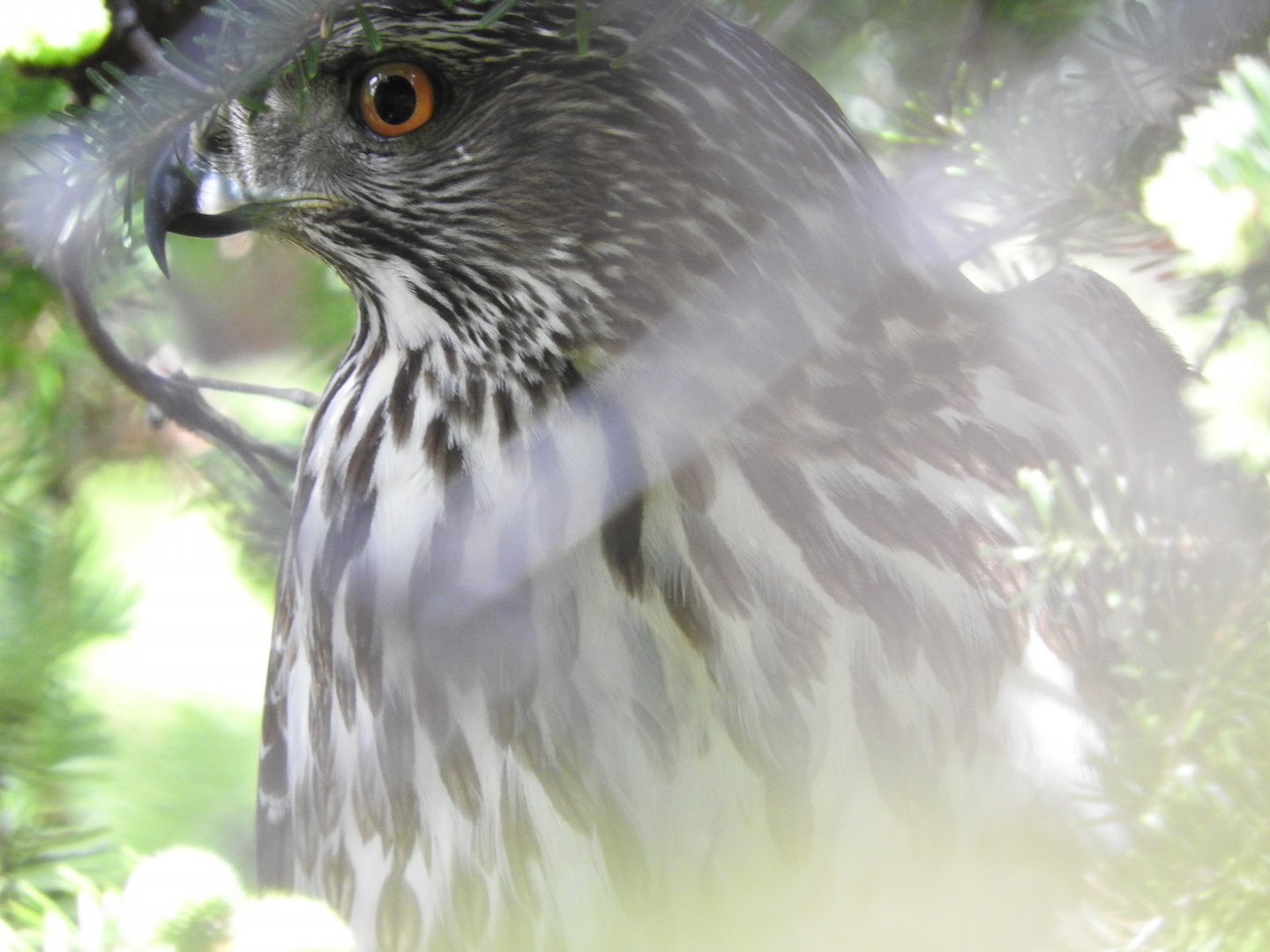 Juvenile Goshawk