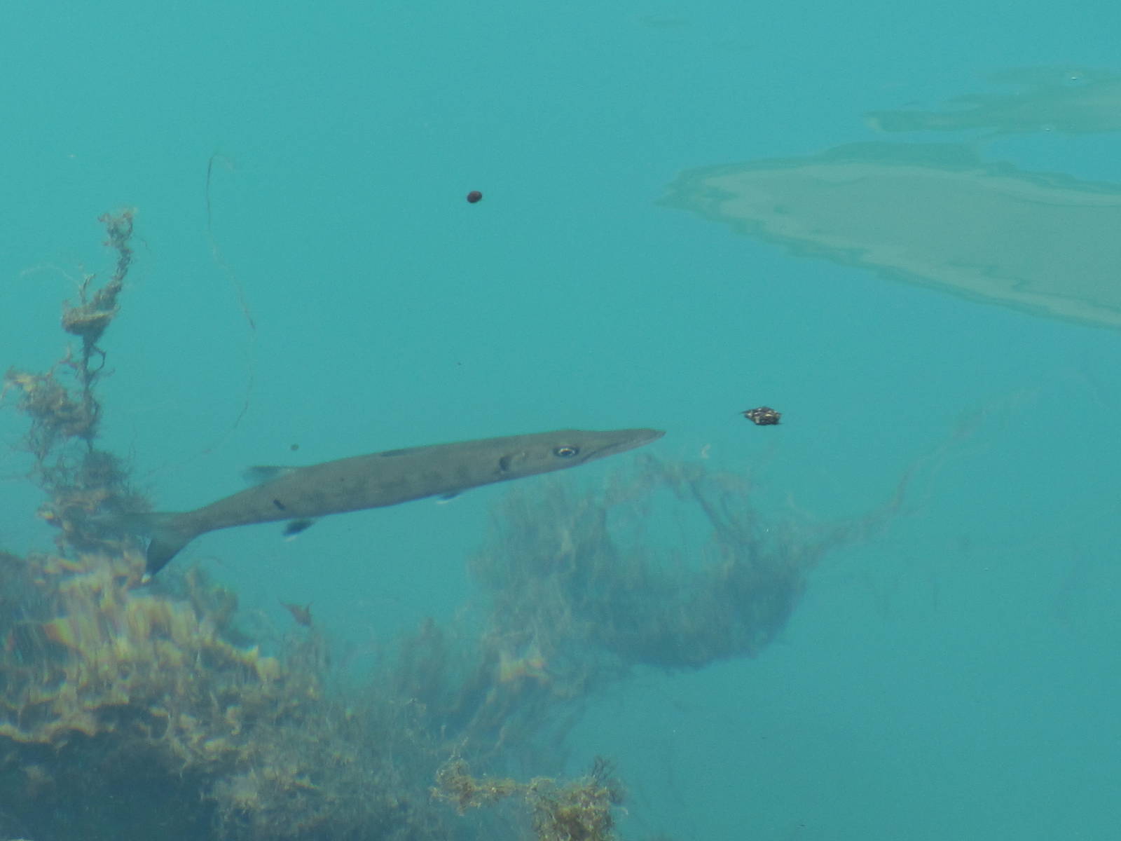Juvenile Great Barracuda
