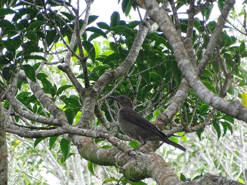 Juvenile Great Tailed Grackle?