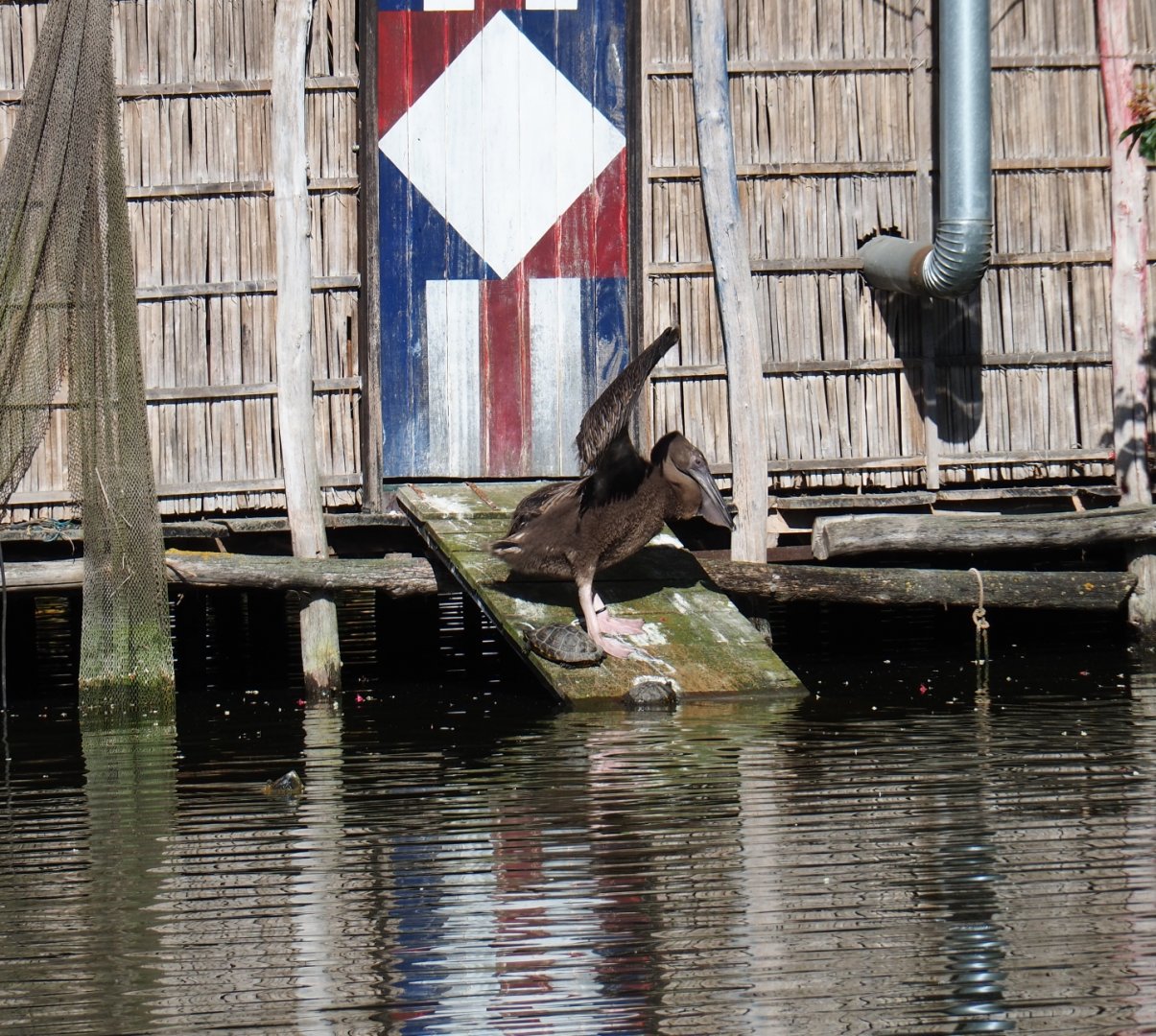 Juvenile great white pelican (Pelecanus onocrotalus), 2019-05-31