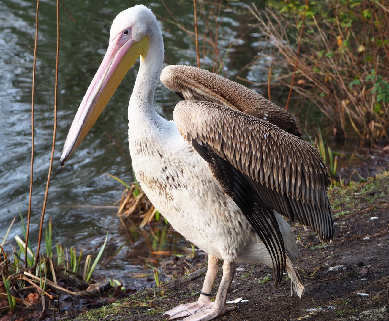 Juvenile Great white-pelican (Pelecanus onocrotalus), 2019-12-28