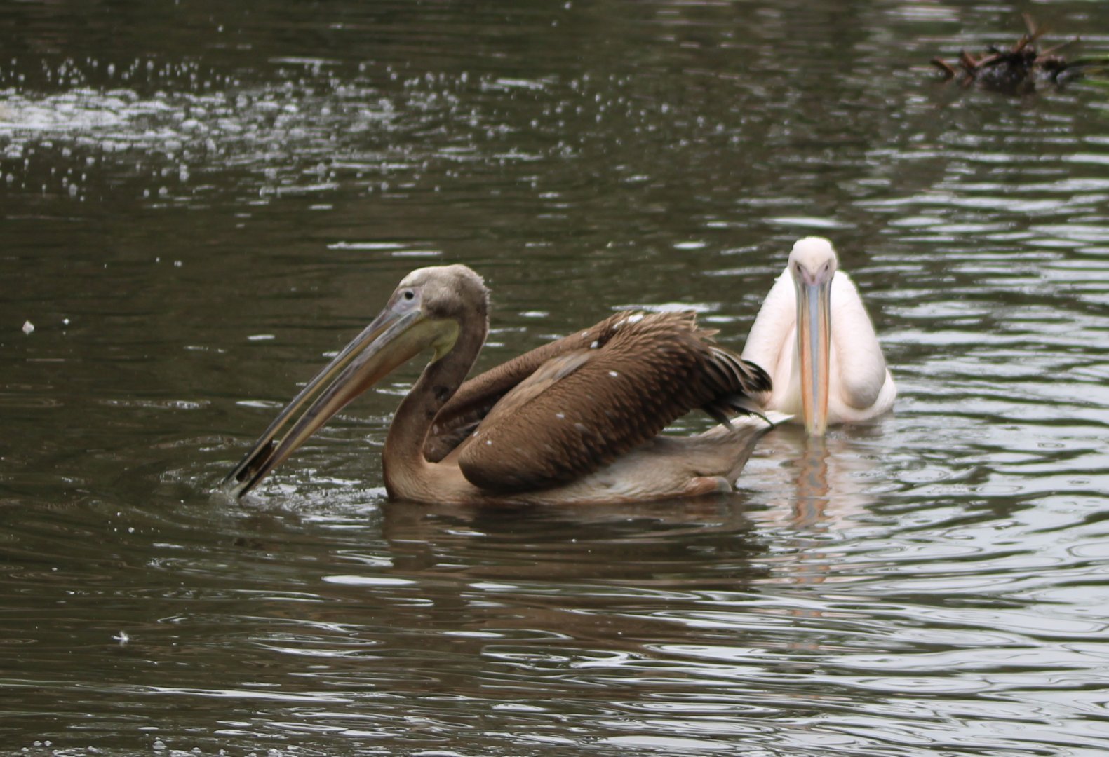 Juvenile Great white pelican