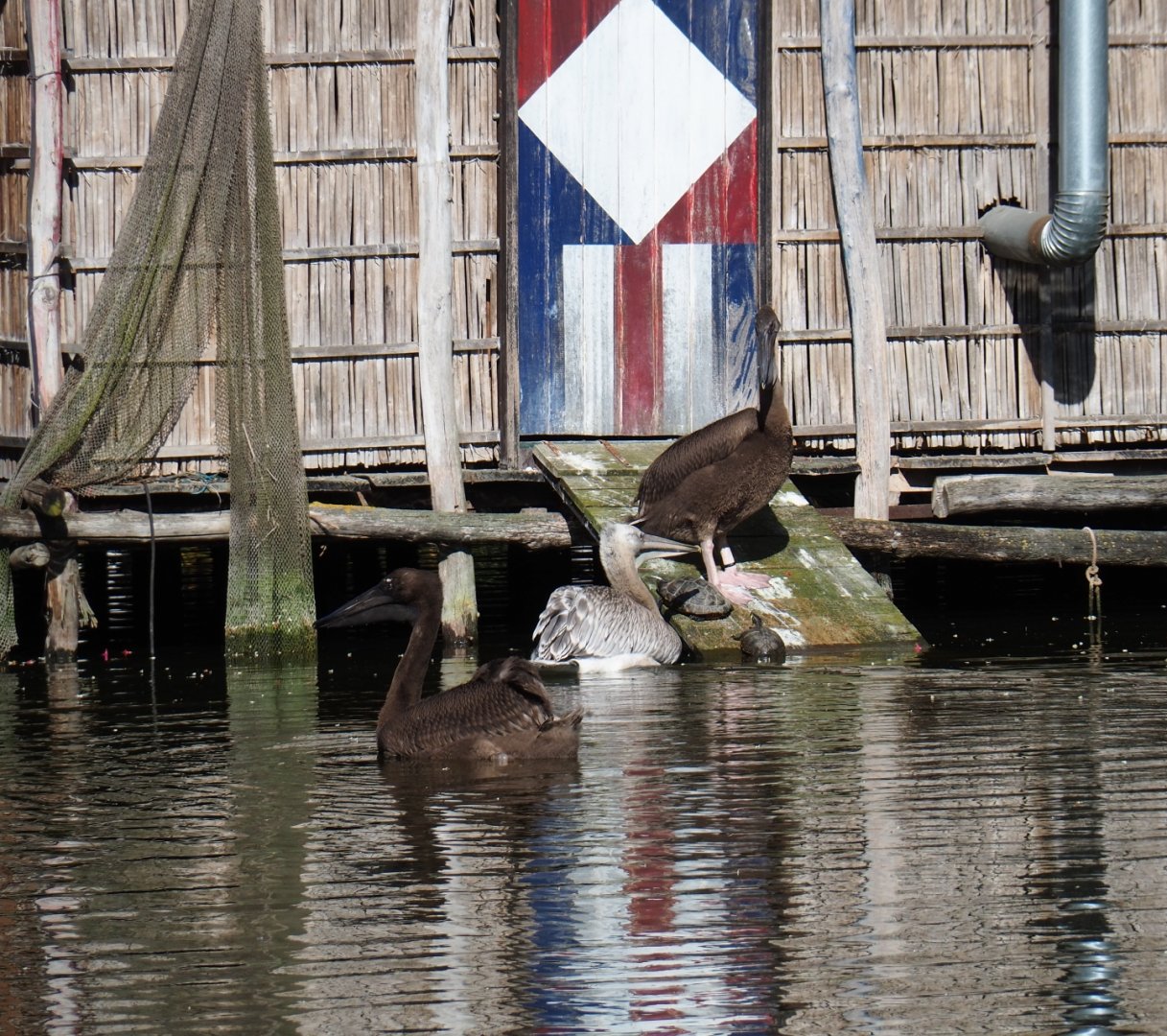 Juvenile great white pelicans (Pelecanus onocrotalus) and juvenile Dalmatian pelican (Pelecanus crispus), 2019-05-31