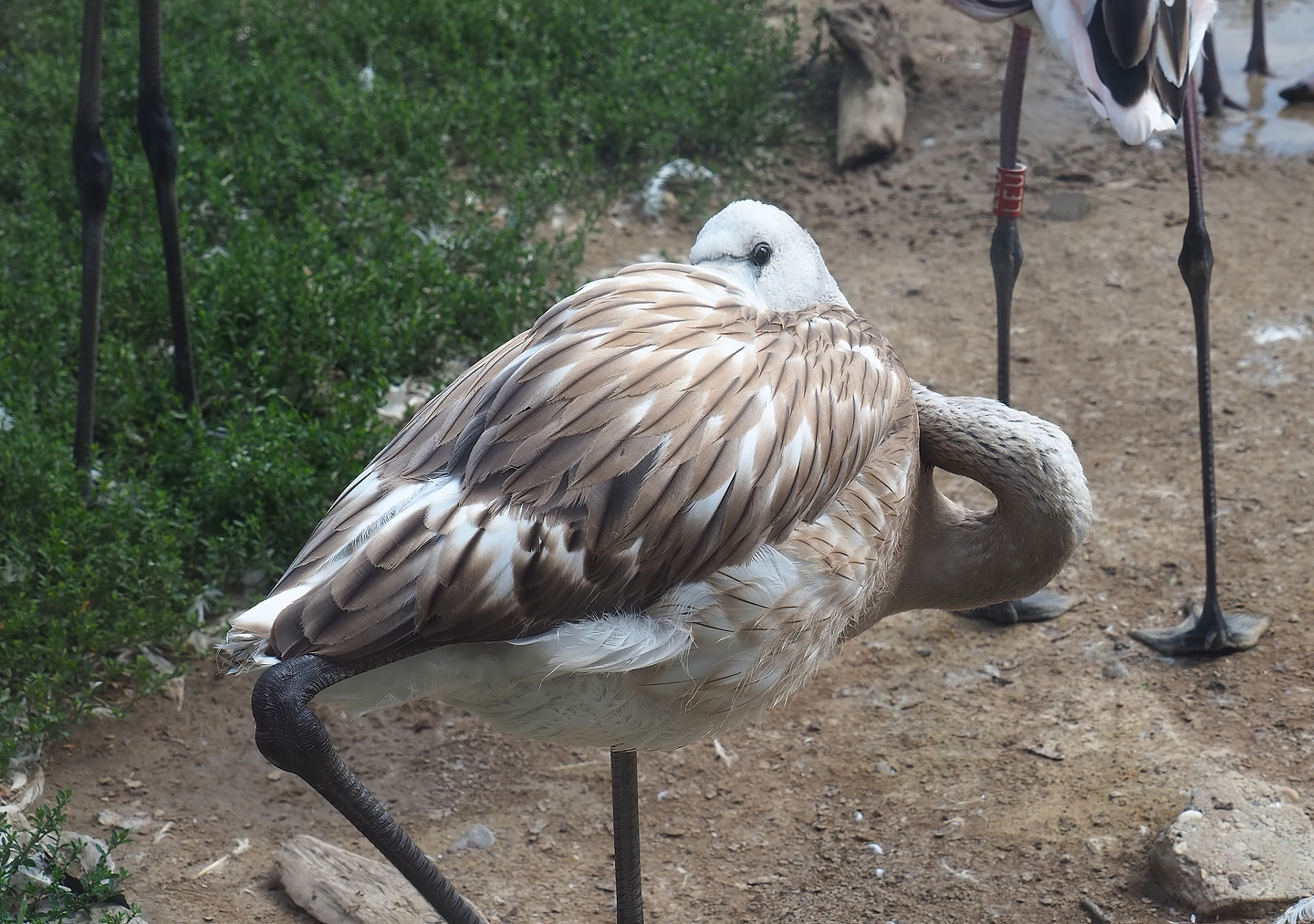 Juvenile Greater flamingo (Phoenicopterus roseus), 2022-08-20