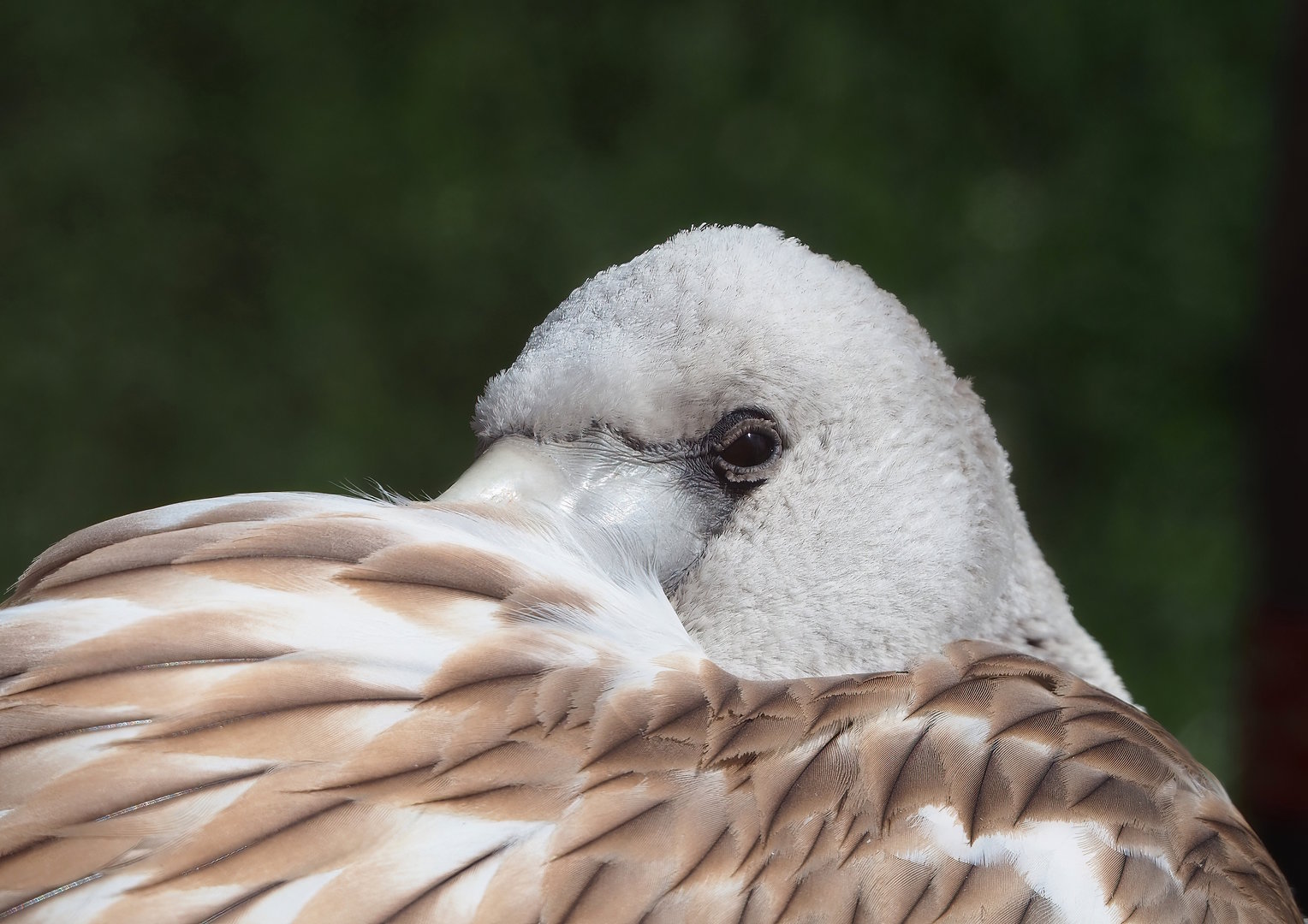 Juvenile Greater flamingo (Phoenicopterus roseus), 2022-08-20