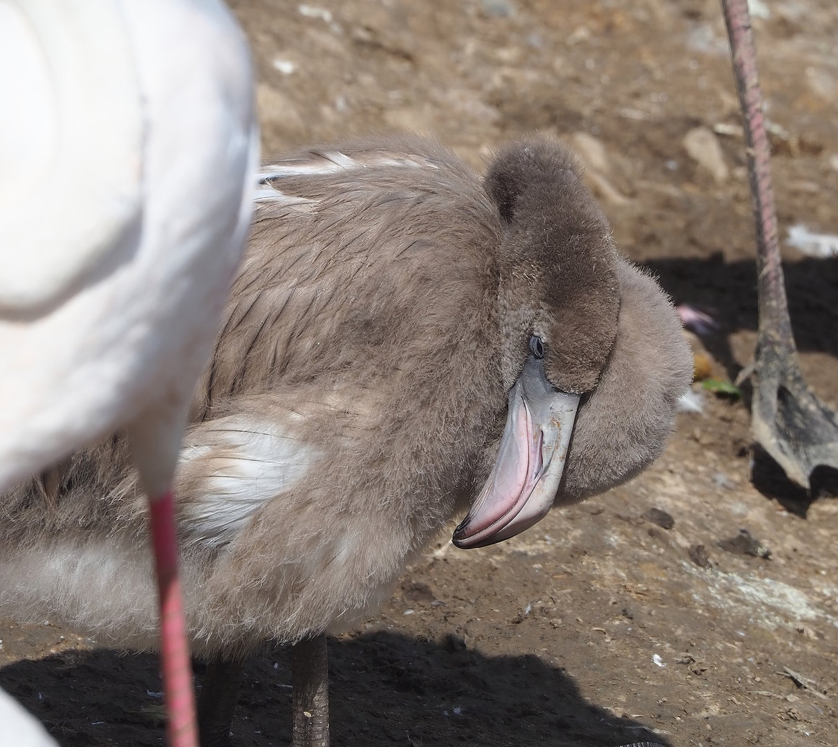 Juvenile Greater flamingo (Phoenicopterus roseus), 2022-08-20