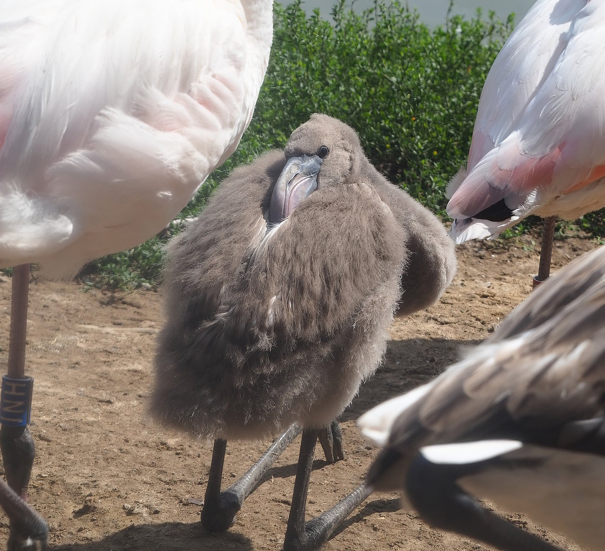 Juvenile Greater flamingo (Phoenicopterus roseus), 2022-08-20