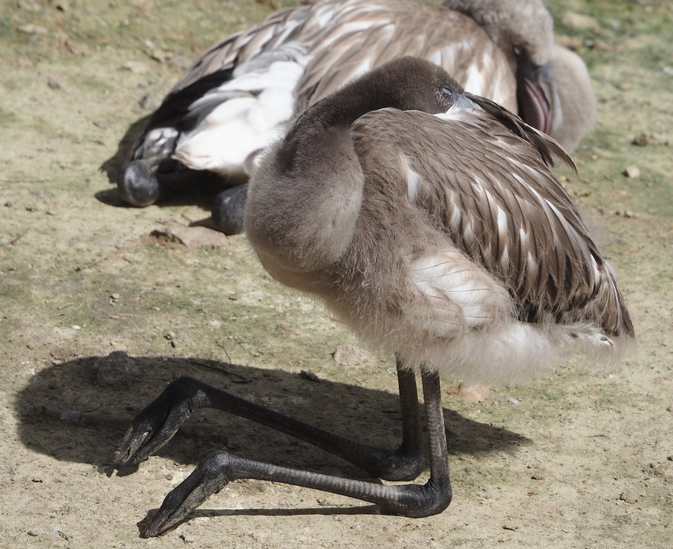 Juvenile Greater flamingo (Phoenicopterus roseus), 2024-08-21