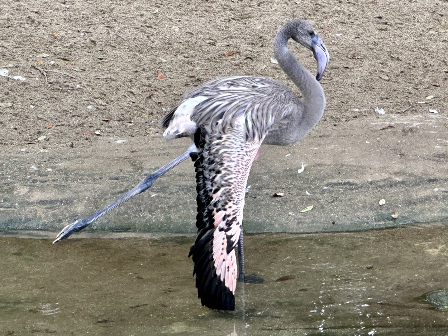Juvenile Greater Flamingo